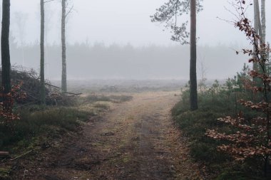 Kış mevsiminde sisli bir günde ormanda esrarengiz bir zemin.