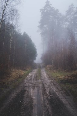 Kış mevsiminde sisli bir günde ormanda esrarengiz bir zemin.