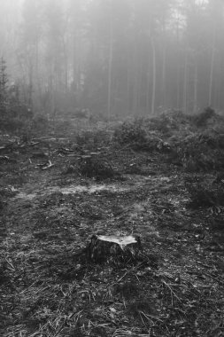 Kış mevsiminde ormanların tahrip edilmesinden sonra ağaç kütüğü ormanın içinde.