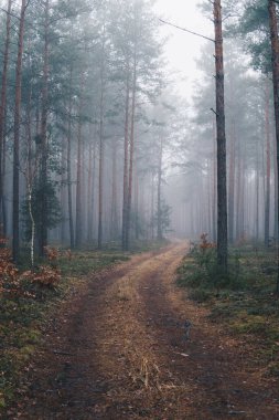 Kış mevsiminde sisli bir günde ormanda esrarengiz bir zemin.