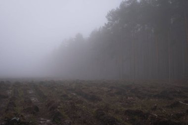 Ağaçları kestikten sonra oluşan ormanla sisli bir gün boyunca manzara