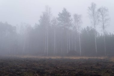 Ağaçları kestikten sonra oluşan ormanla sisli bir gün boyunca manzara