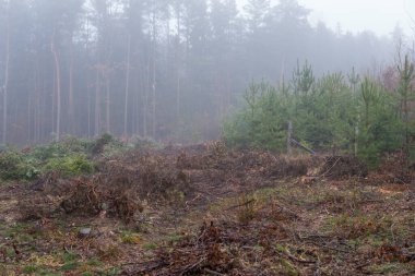 Kış mevsiminde ormanların tahrip edilmesinden sonra ağaç kütüğü ormanın içinde.