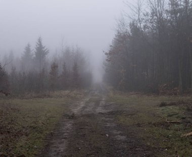 Kış mevsiminde sisli bir günde ormanda esrarengiz bir zemin.