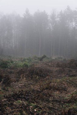 Kış mevsiminde ormanların tahrip edilmesinden sonra ağaç kütüğü ormanın içinde.
