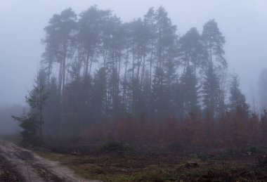 Kış mevsiminde sisli bir günde ormanda esrarengiz bir zemin.