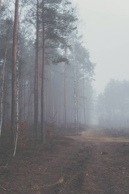 Kış mevsiminde sisli bir günde ormanda esrarengiz bir zemin.