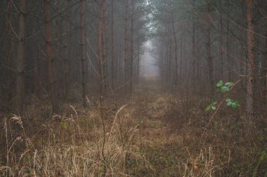 Kış mevsiminde sisli bir günde ormanda esrarengiz bir zemin.