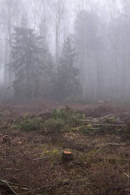 Kış mevsiminde ormanların tahrip edilmesinden sonra ağaç kütüğü ormanın içinde.