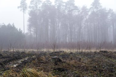 Kış mevsiminde ormanların tahrip edilmesinden sonra ağaç kütüğü ormanın içinde.