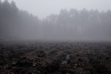 Ağaçları kestikten sonra oluşan ormanla sisli bir gün boyunca manzara