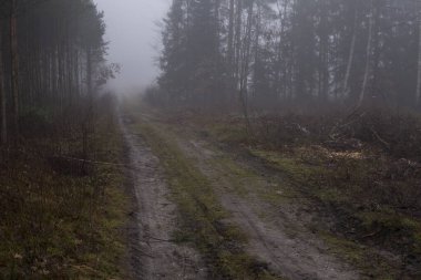 Kış mevsiminde sisli bir günde ormanda esrarengiz bir zemin.