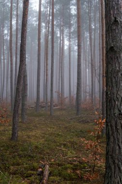 Sonbahar mevsiminde sisli bir günde yüksek çam ağaçları olan bir orman manzarası