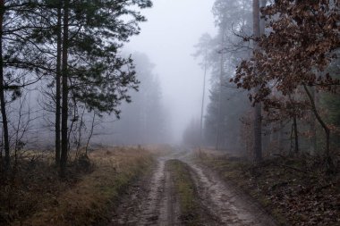 Kış mevsiminde sisli bir günde ormanda esrarengiz bir zemin.
