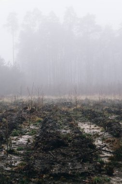 Yaşlı ağaçlar ilk kesildiğinde terasta büyüyen küçük ağaçlar.