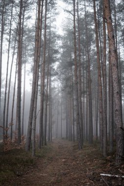 Sonbahar mevsiminde sisli bir günde yüksek çam ağaçları olan bir orman manzarası