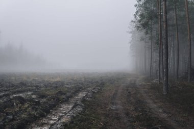 Kış mevsiminde sisli bir günde ormanda esrarengiz bir zemin.