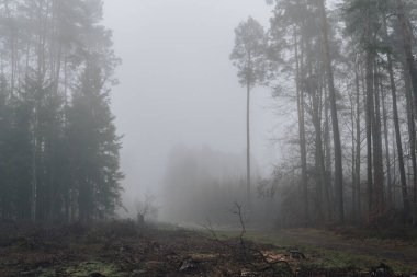 Kış mevsiminde ormanların tahrip edilmesinden sonra ağaç kütüğü ormanın içinde.