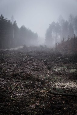 Kış mevsiminde ormanların tahrip edilmesinden sonra ağaç kütüğü ormanın içinde.