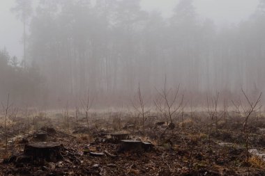 Kış mevsiminde ormanların tahrip edilmesinden sonra ağaç kütüğü ormanın içinde.