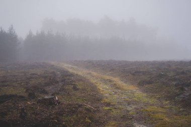 Kış mevsiminde sisli bir günde ormanda esrarengiz bir zemin.