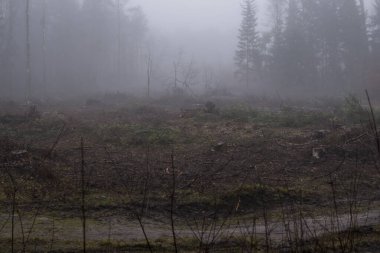 Kış mevsiminde ormanların tahrip edilmesinden sonra ağaç kütüğü ormanın içinde.