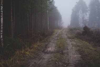 Kış mevsiminde sisli bir günde ormanda esrarengiz bir zemin.