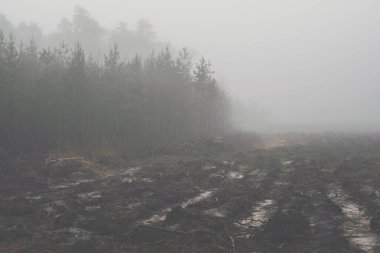 Ağaçları kestikten sonra oluşan ormanla sisli bir gün boyunca manzara