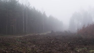 Kış mevsiminde sisli bir günde ormanda esrarengiz bir zemin.