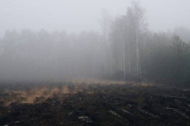 Yaşlı ağaçlar ilk kesildiğinde terasta büyüyen küçük ağaçlar.