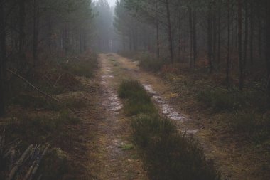 Kış mevsiminde sisli bir günde ormanda esrarengiz bir zemin.