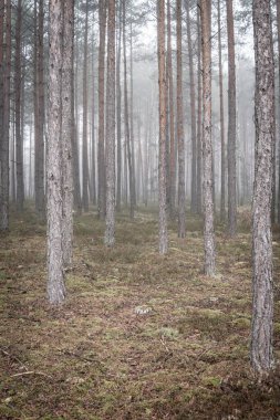 Sonbahar mevsiminde sisli bir günde yüksek çam ağaçları olan bir orman manzarası