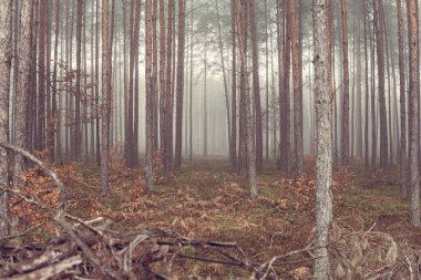 Sonbahar mevsiminde sisli bir günde yüksek çam ağaçları olan bir orman manzarası