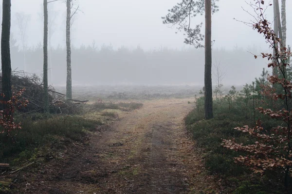 Kış mevsiminde sisli bir günde ormanda esrarengiz bir zemin.