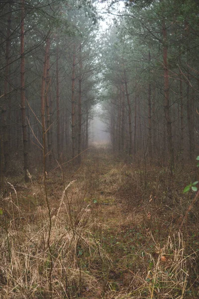 Kış mevsiminde sisli bir günde ormanda esrarengiz bir zemin.
