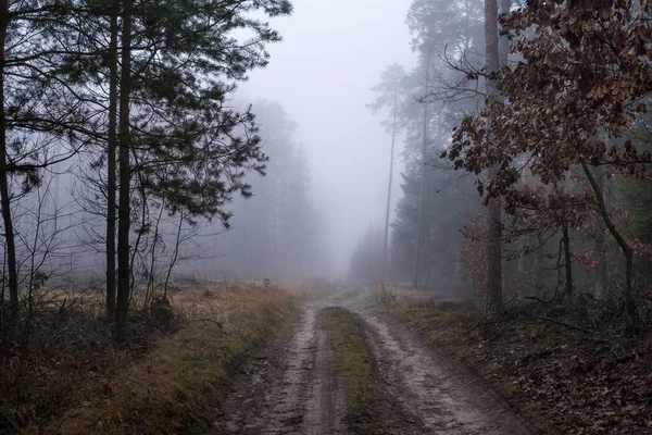 Kış mevsiminde sisli bir günde ormanda esrarengiz bir zemin.
