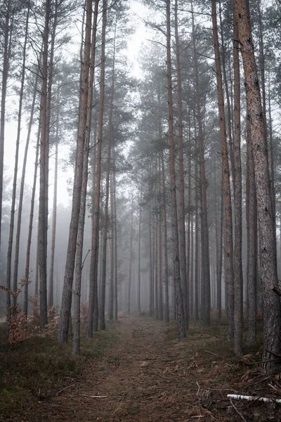 Sonbahar mevsiminde sisli bir günde yüksek çam ağaçları olan bir orman manzarası