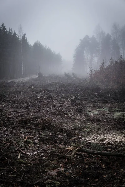 Kış mevsiminde ormanların tahrip edilmesinden sonra ağaç kütüğü ormanın içinde.