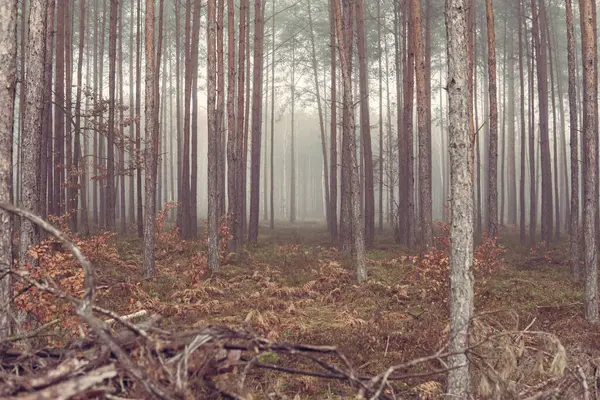 Sonbahar mevsiminde sisli bir günde yüksek çam ağaçları olan bir orman manzarası