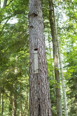 Polonya 'da bal avcıları tarafından vahşi bir arı kolonisi olarak kullanılmak üzere yerleştirilmiş tahtasıyla bir ağacın içindeki delikte.