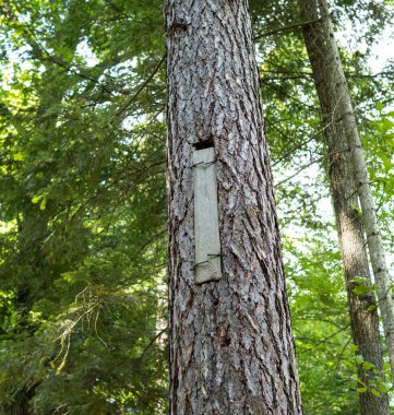 Polonya 'da bal avcıları tarafından vahşi bir arı kolonisi olarak kullanılmak üzere yerleştirilmiş tahtasıyla bir ağacın içindeki delikte.