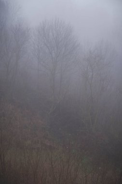 Sonbahar ya da kış mevsiminde yaprakları sisli bir manzara