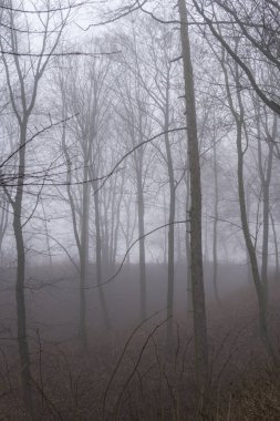 Sonbahar ya da kış mevsiminde yaprakları sisli bir manzara