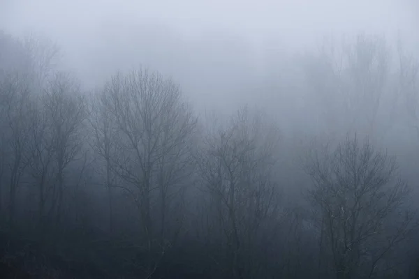秋から冬にかけて霧の中に木の葉が隠れている風景 — ストック写真