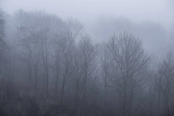 Landscape Trees Withould Leaves Hidden Fog Autumn Winter Season — Stock Photo, Image