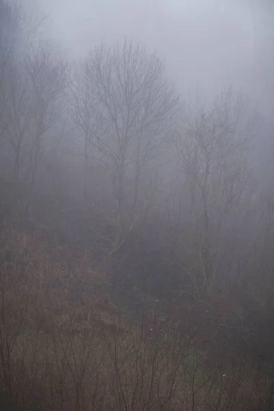 Τοπίο Δέντρα Withould Φύλλα Κρυμμένα Ομίχλη Κατά Διάρκεια Της Φθινοπωρινής — Φωτογραφία Αρχείου