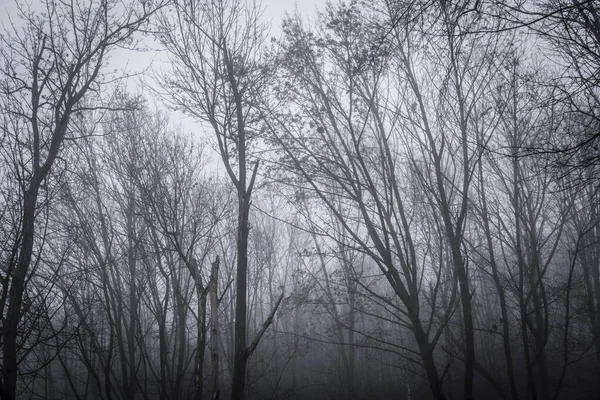 Landscape Trees Withould Leaves Hidden Fog Autumn Winter Season — Stock Photo, Image