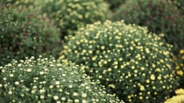 Kamera, seranın içinde yetişen bir sürü kasımpatı çiçeğinin üzerinden kayıyor.