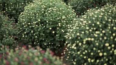 Kamera, seranın içinde yetişen bir sürü kasımpatı çiçeğinin üzerinden kayıyor.