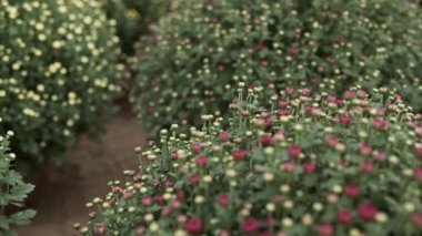 Kamera, seranın içinde yetişen bir sürü kasımpatı çiçeğinin üzerinden kayıyor.
